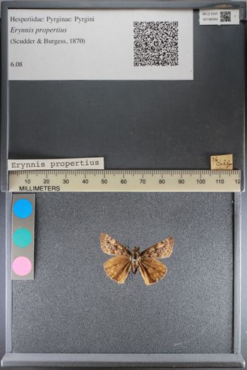 Media type: image;   Entomology 198584